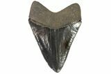 Nice, Serrated, Fossil Megalodon Tooth - Georgia #78651-2